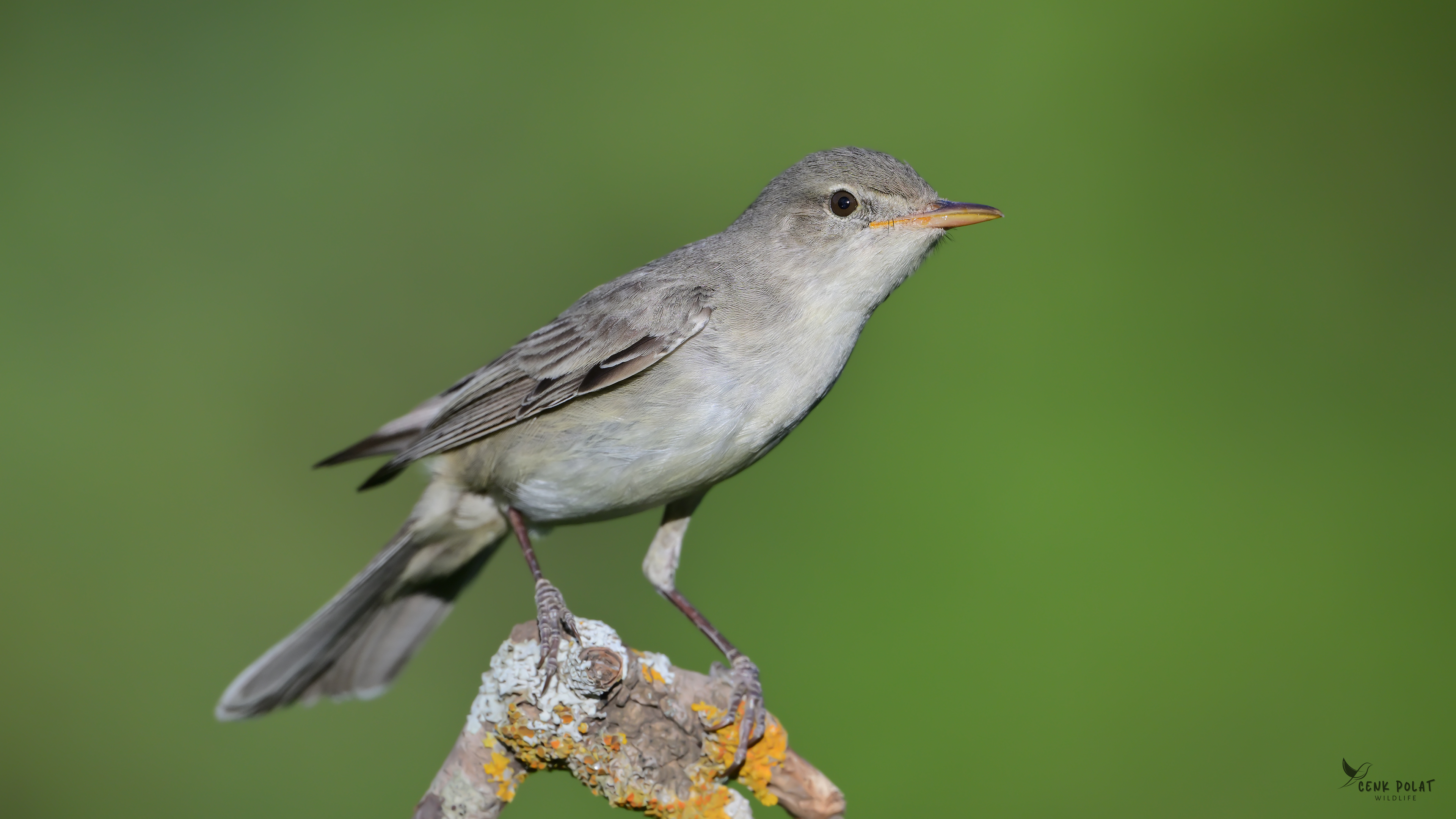 Olive-tree Warbler